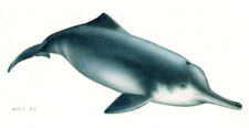 Avistado un ejemplar de delfín del Yangtsé, que se creía extinguido