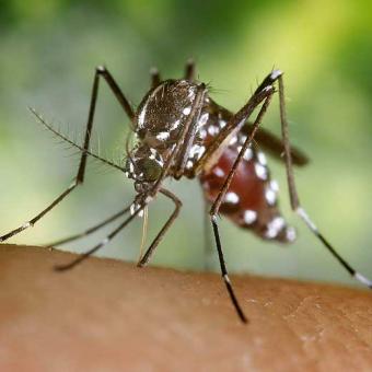 La UE advierte de que el Chikungunya puede llegar a España