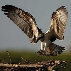 Ejemplar de águila pescadora, especie reintroducida en la Península Ibérica tras permanecer extinguida durante 70 años.